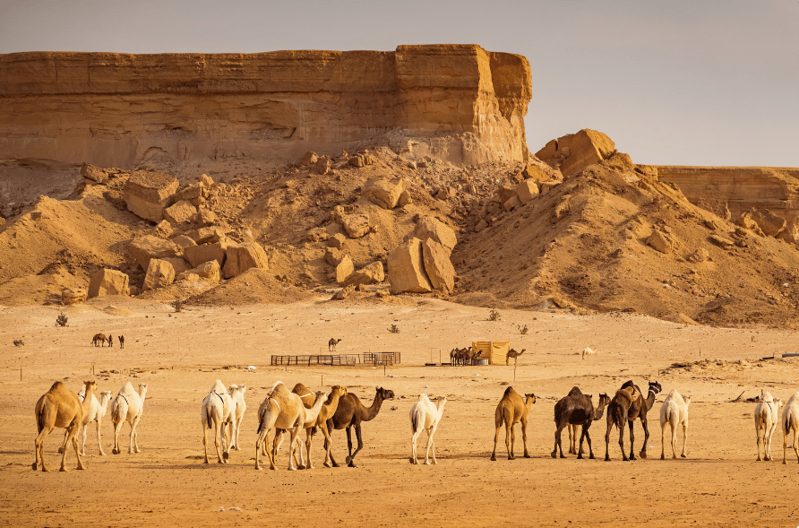 L'Arabie Saoudite et l'environnement
