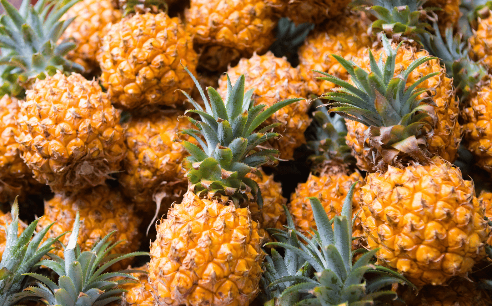 Pineapple Festival