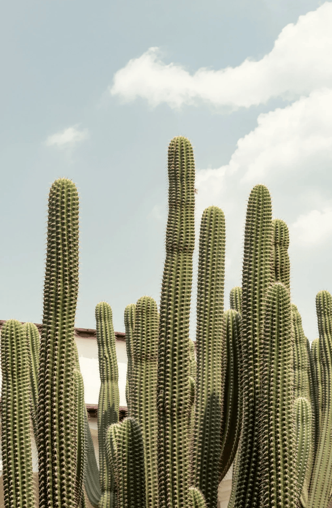 Oaxaca et l'environnement