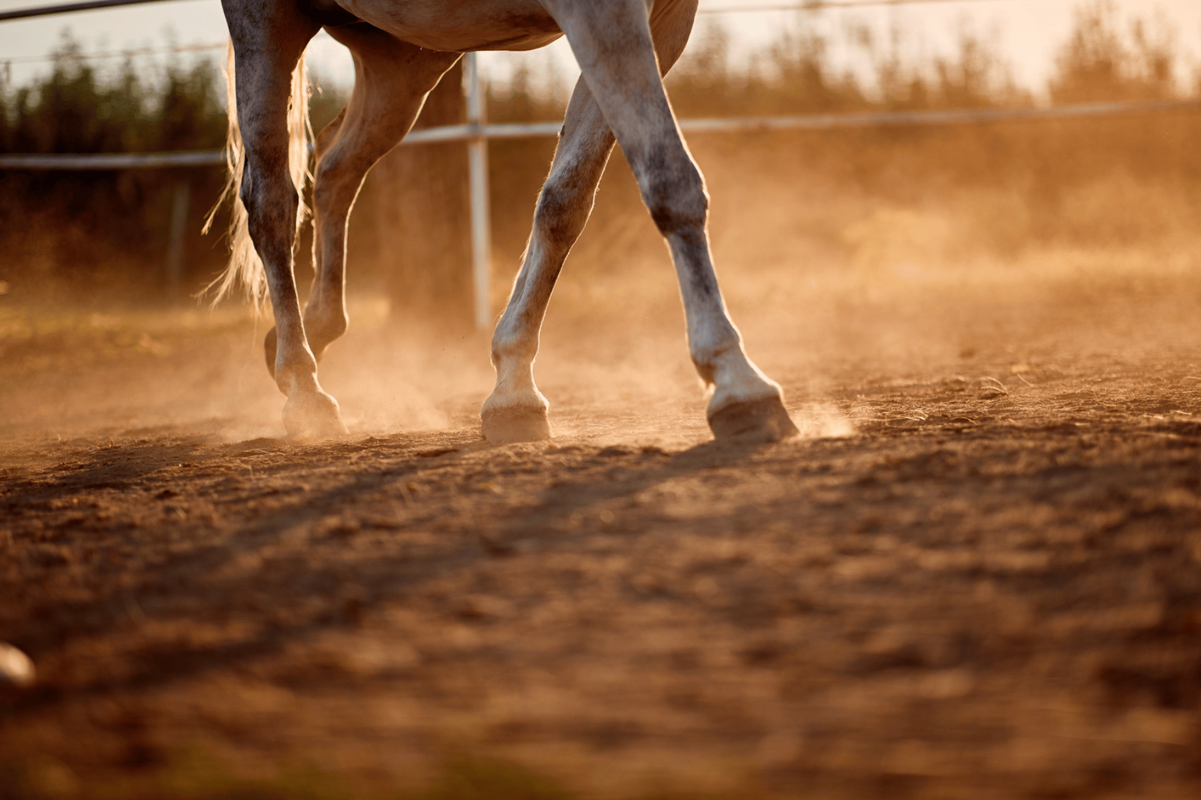 Le célèbre Stampede