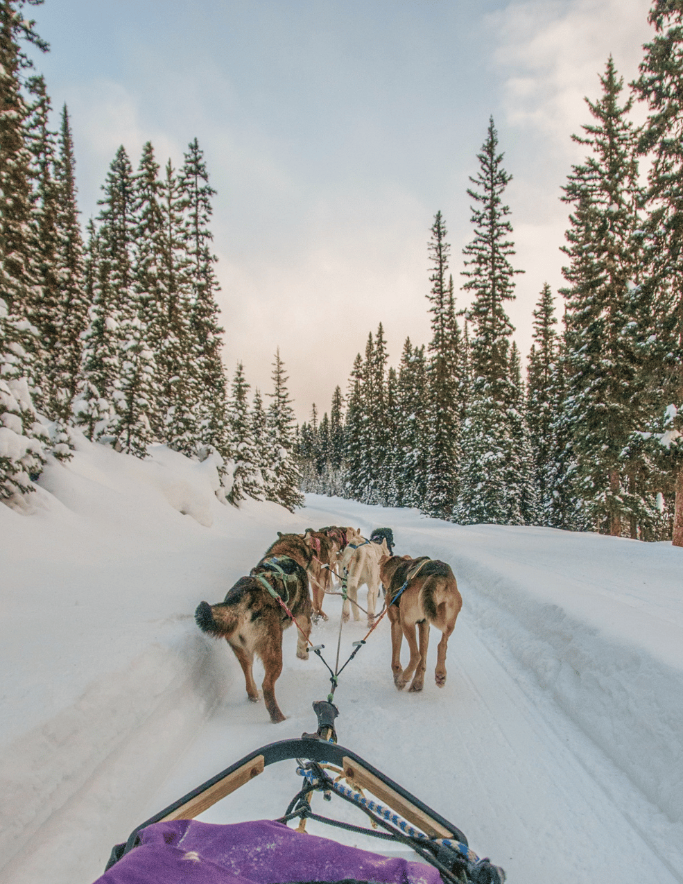 La mythique Yukon Quest
