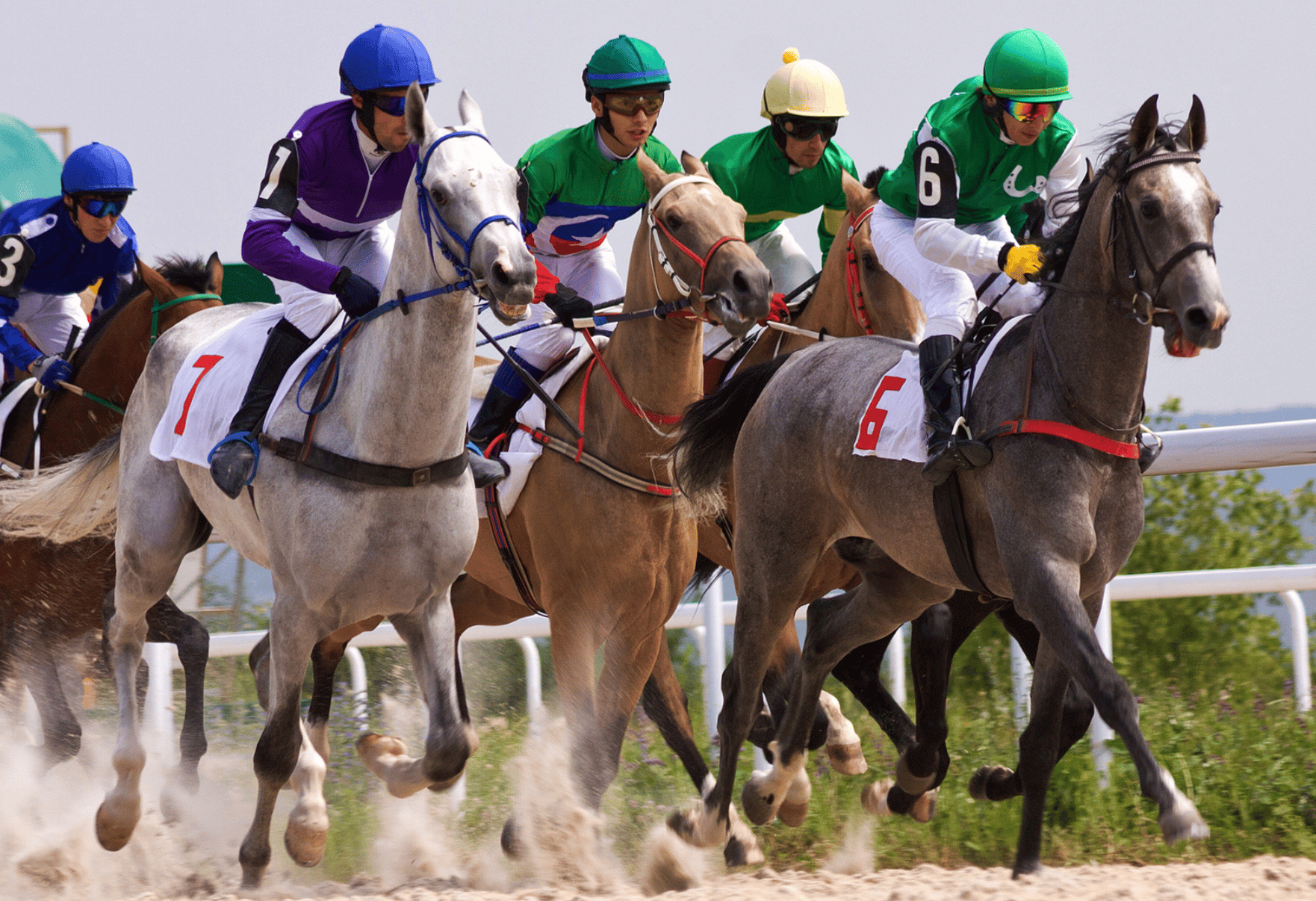 Courses hippiques