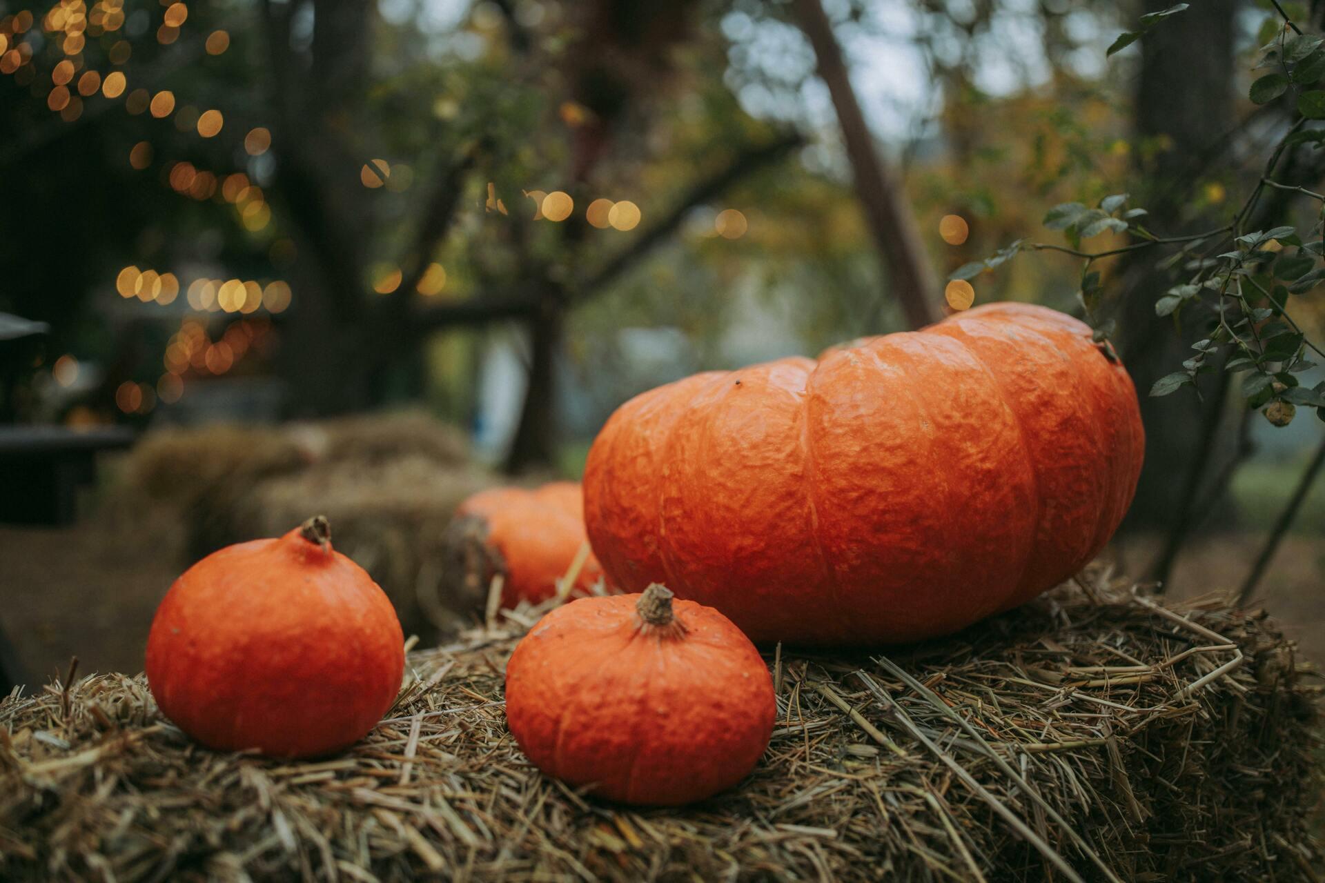 L’Halloween au Jardin botanique
