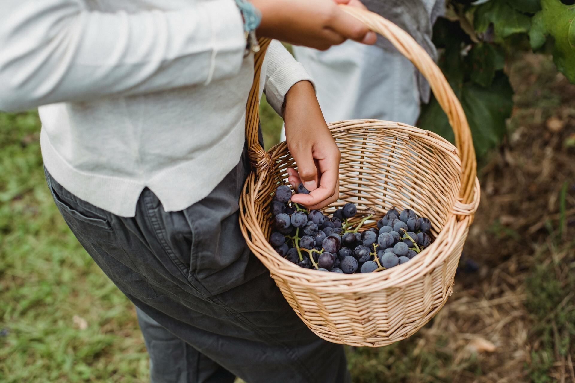 La fête des vendanges