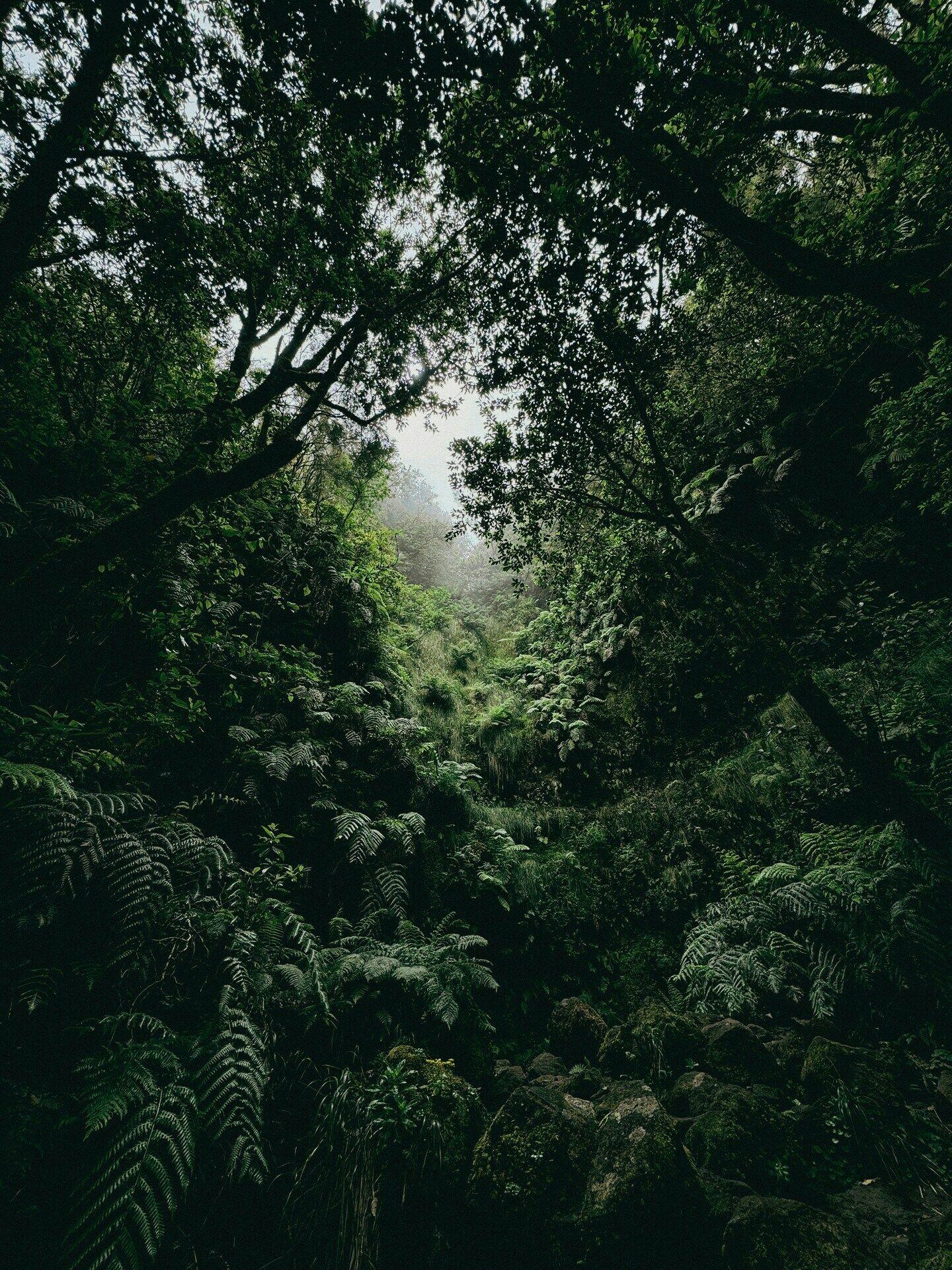 Madère et l'environnement
