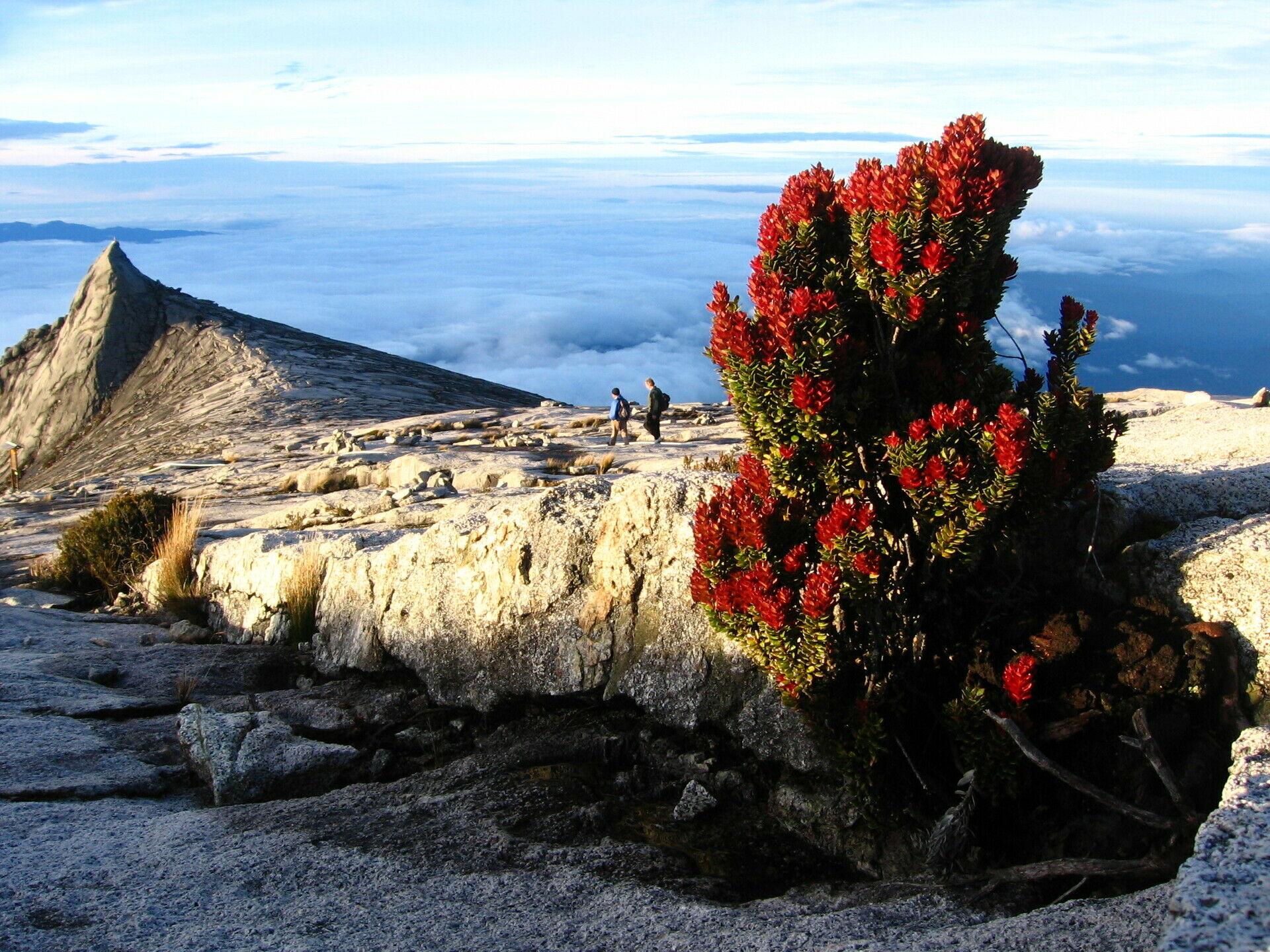 Le Parc national de Kinabalu