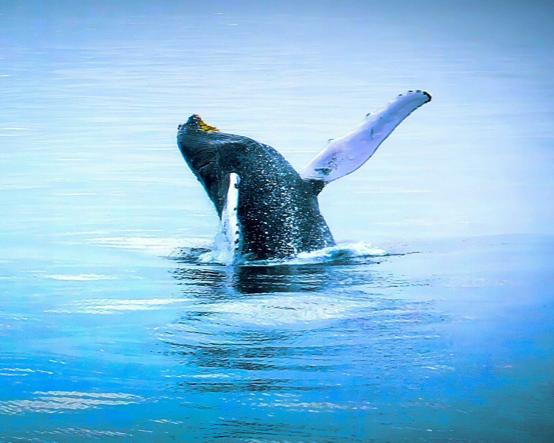 Les évènements à ne pas manquer : le Festival des baleines de Samaná