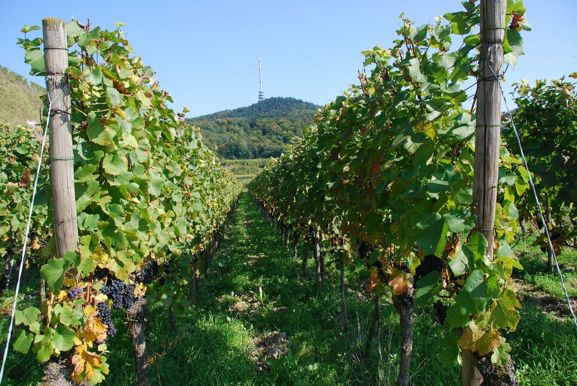 Fête du Vin à Durbach