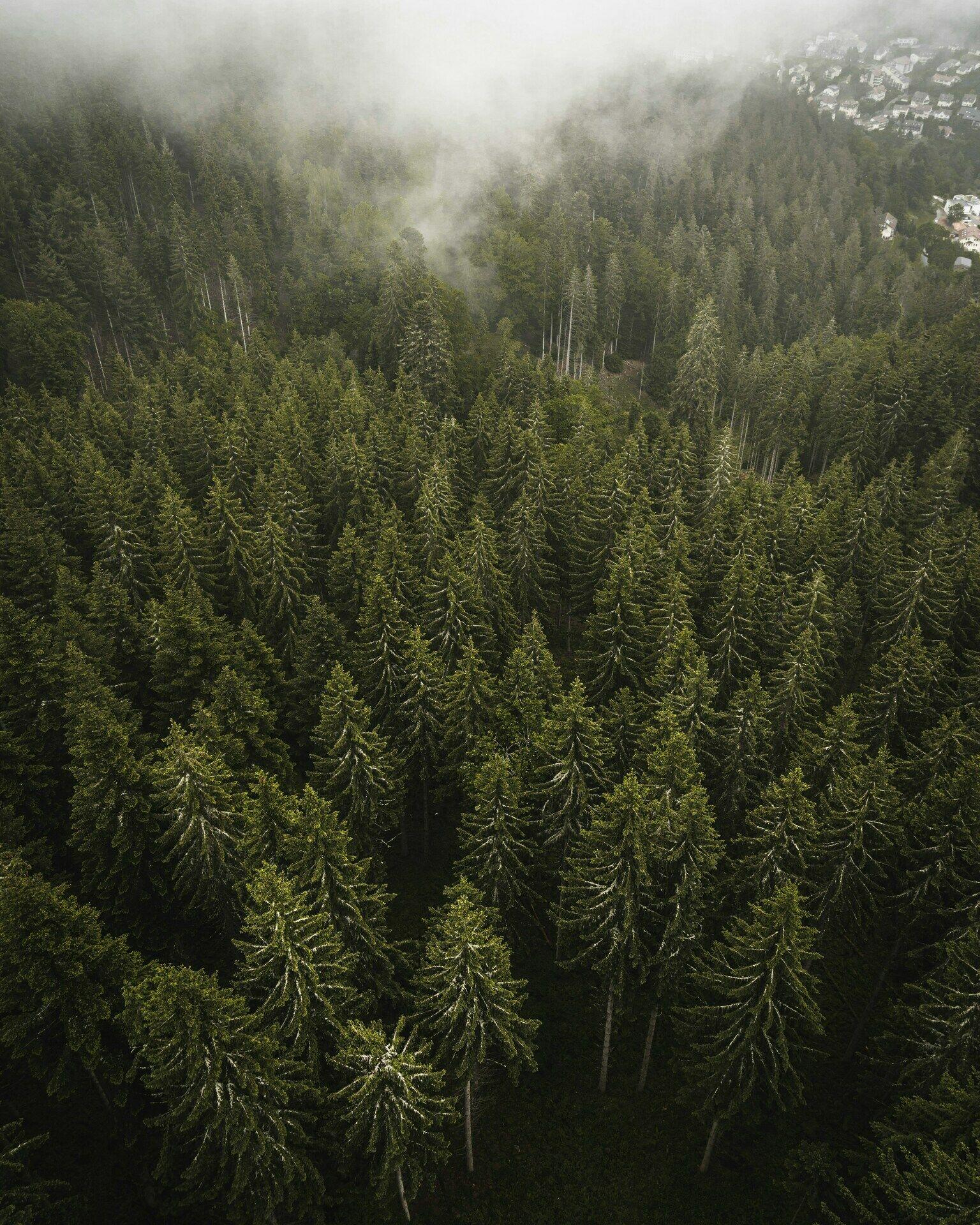 Le Forêt-Noire et l'environnement