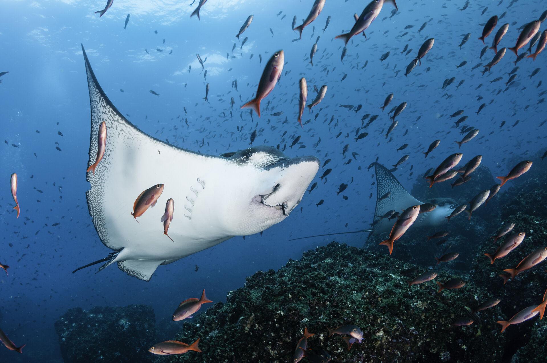 Les événements à ne pas manquer : La journée des Galápagos