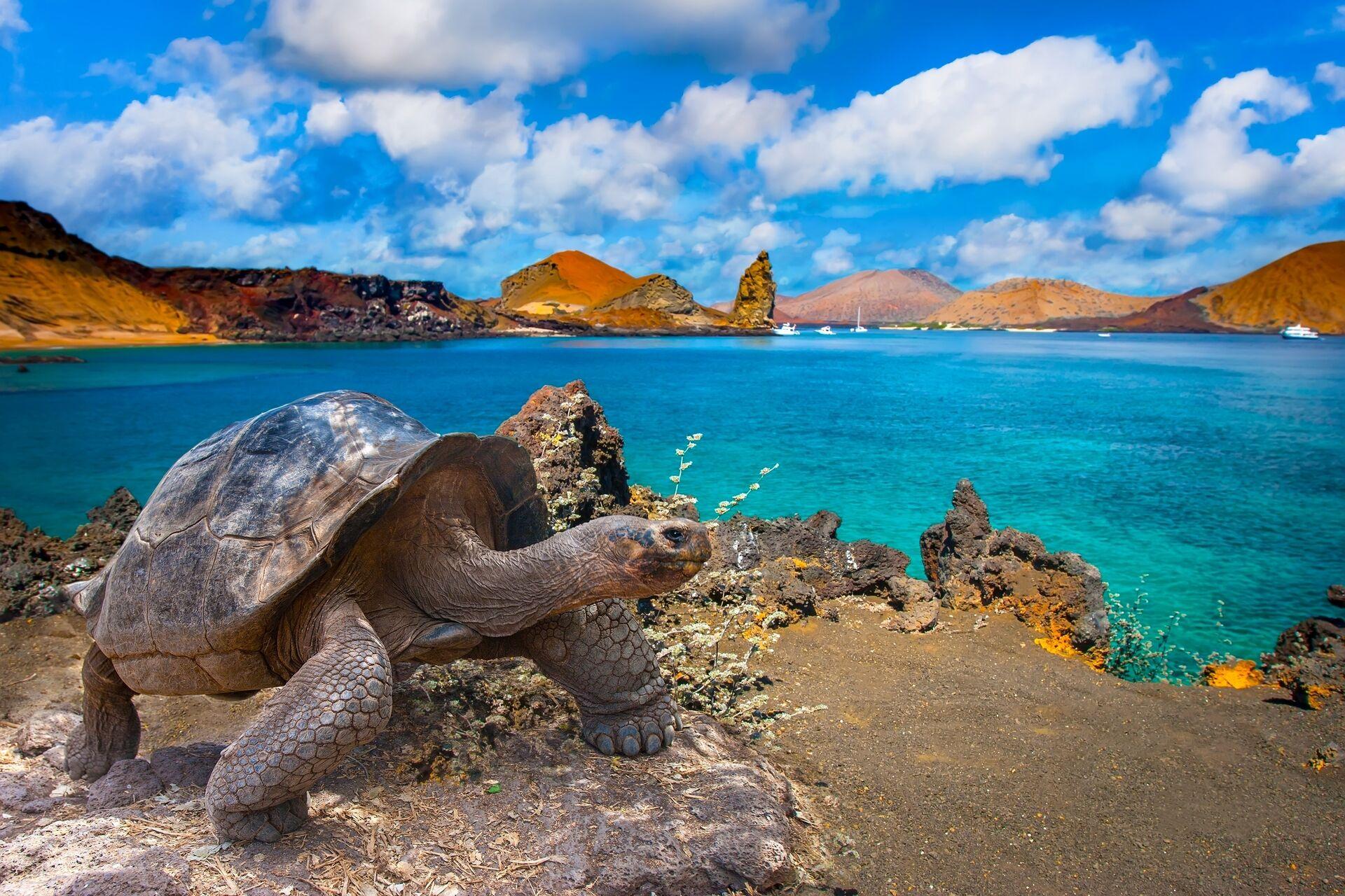 La journée de la Tortue Géante