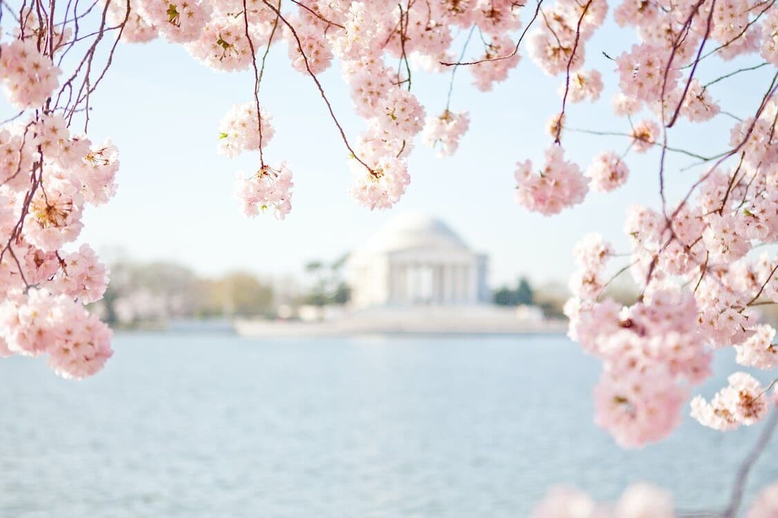 National Cherry Blossom Festival
