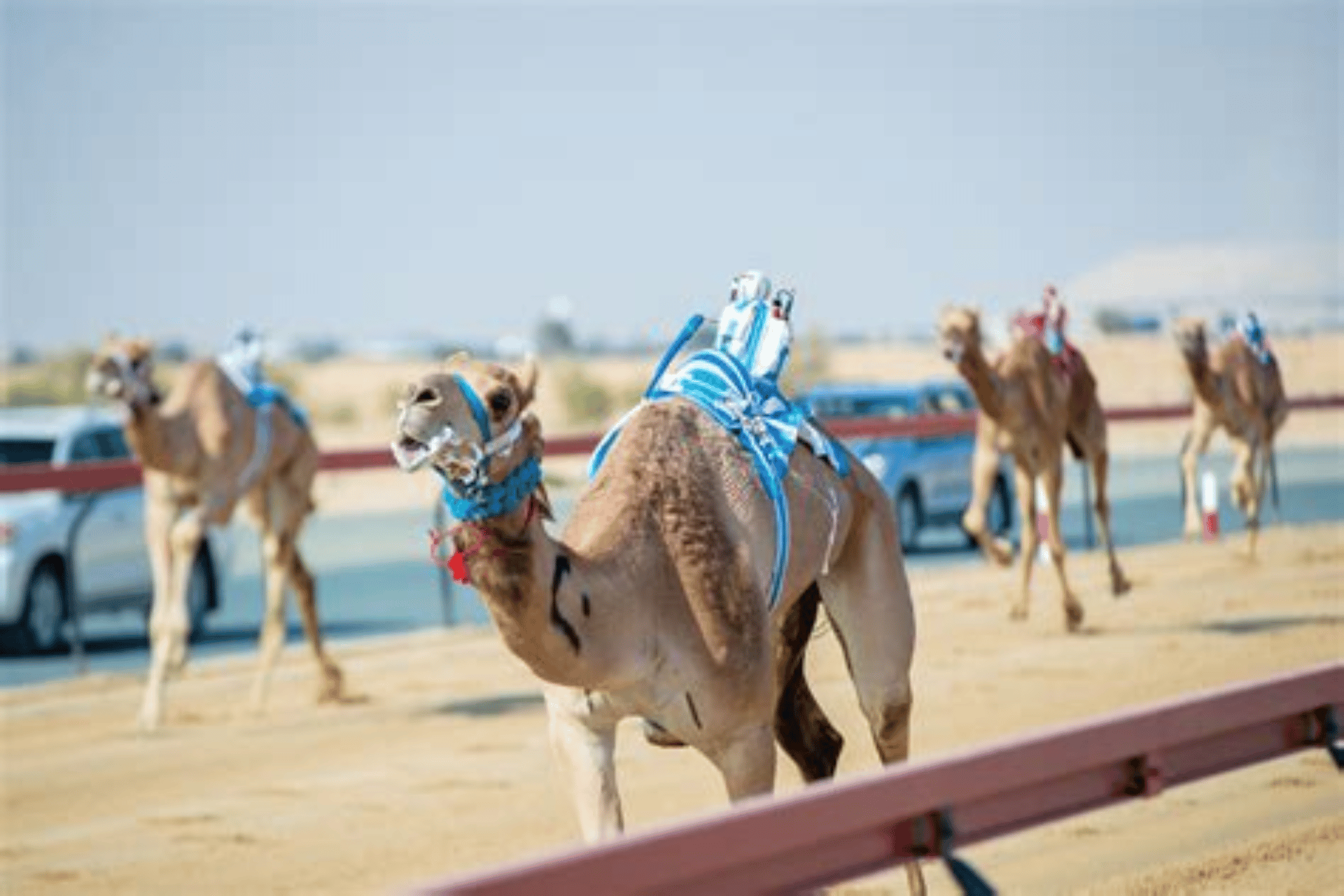 Al Marmoom Heritage Festival