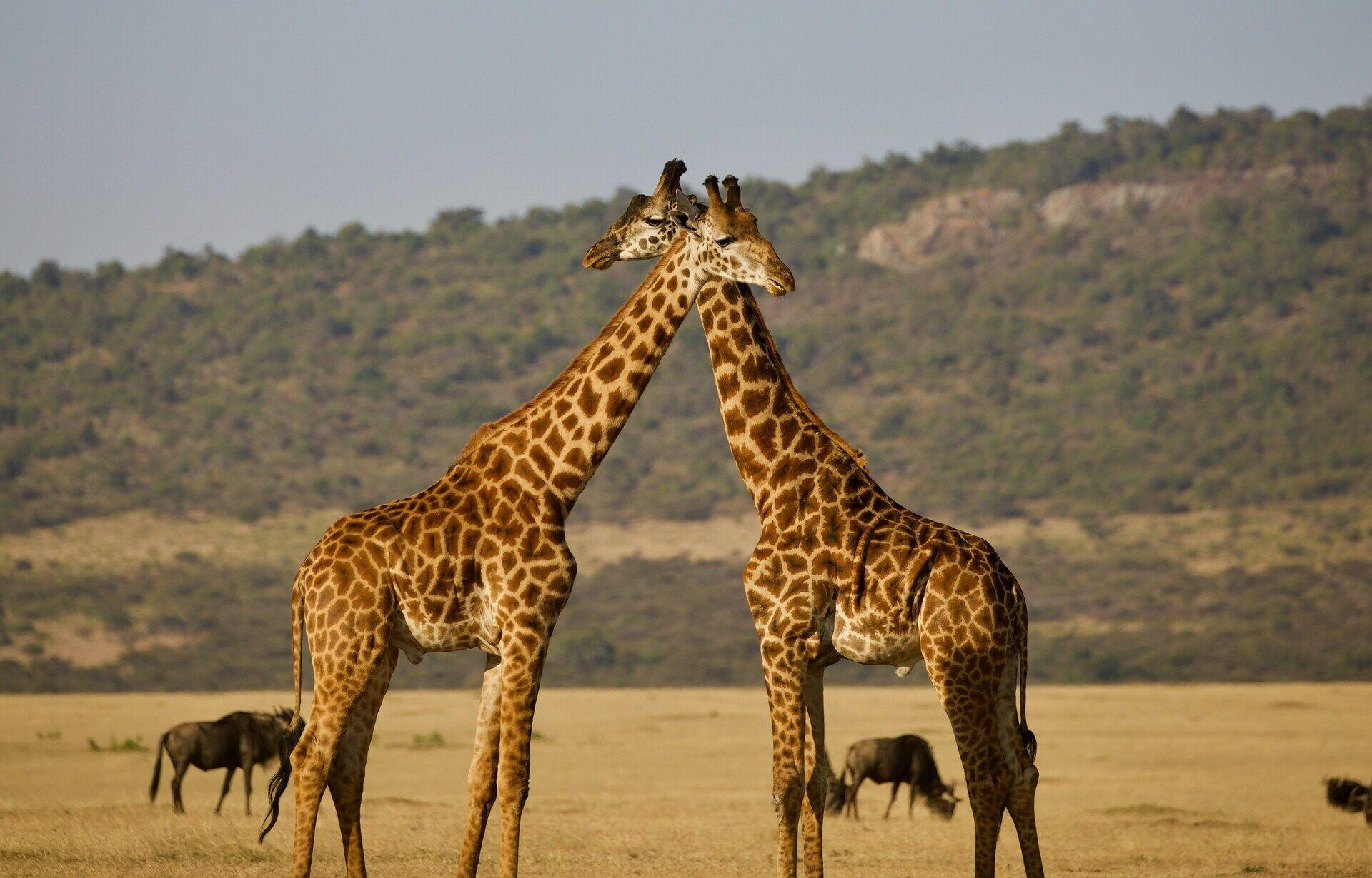 Jour 2 Lac Duluti - Parc National du Tarangire
