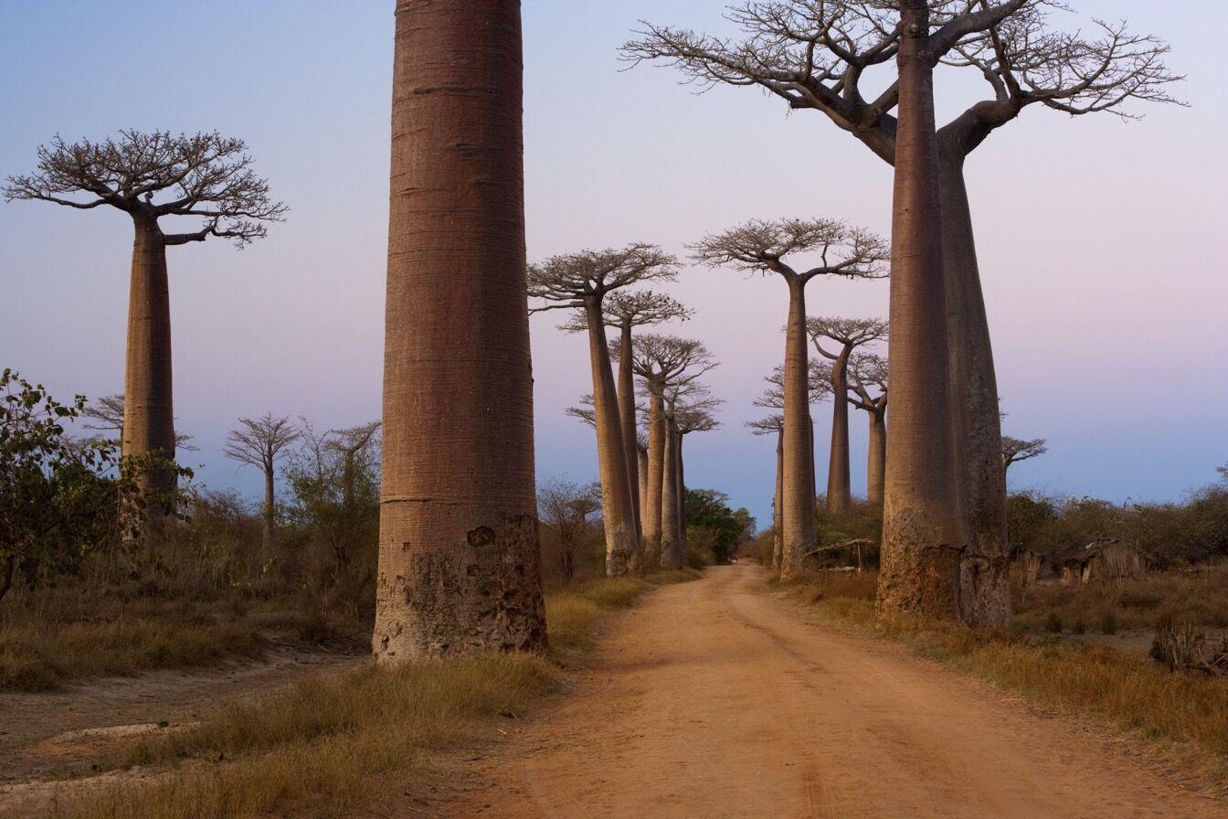 allée des baobabs
