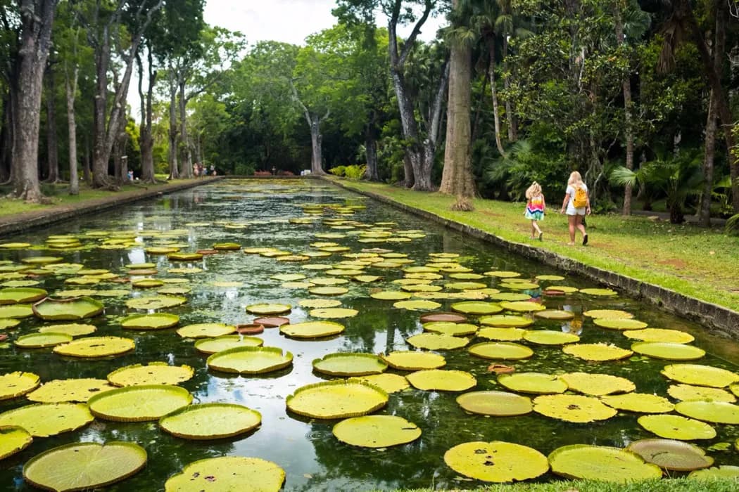 Jardin pamplemousse à l'ile maurice