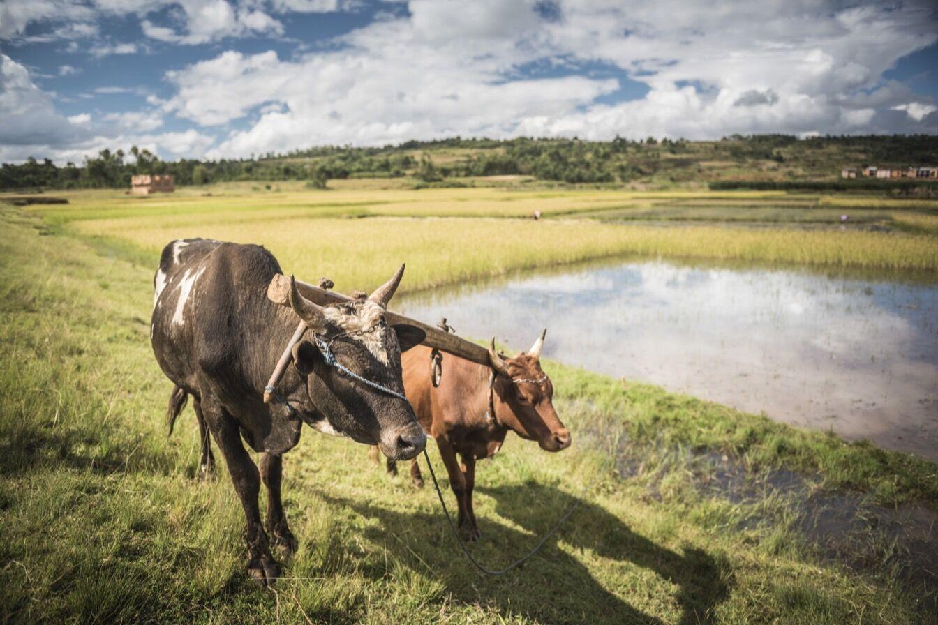 zébu a madagascar