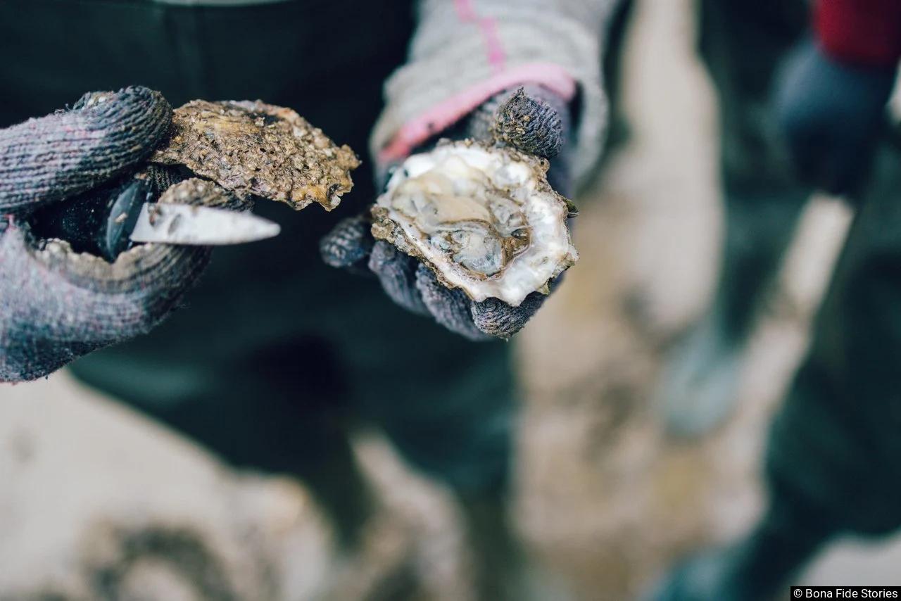 huitres et saveurs de la mer du limfjord a la mer des wadden