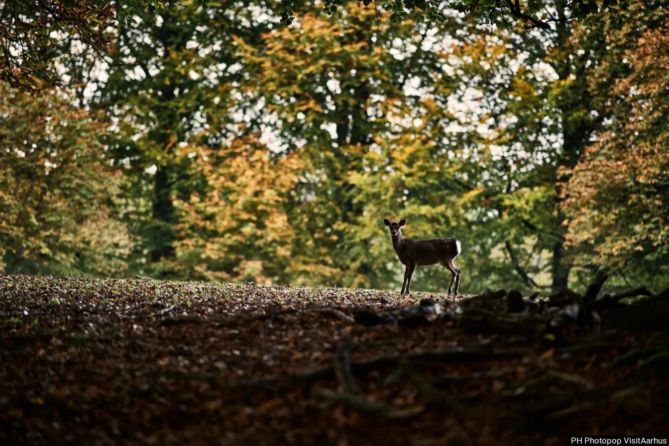 aarhus automne nature balades hygge