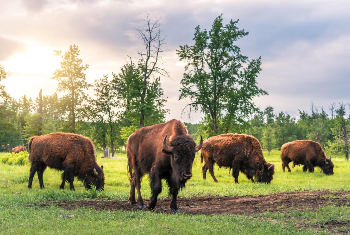 alberta-joyau-naturel-rocheuses