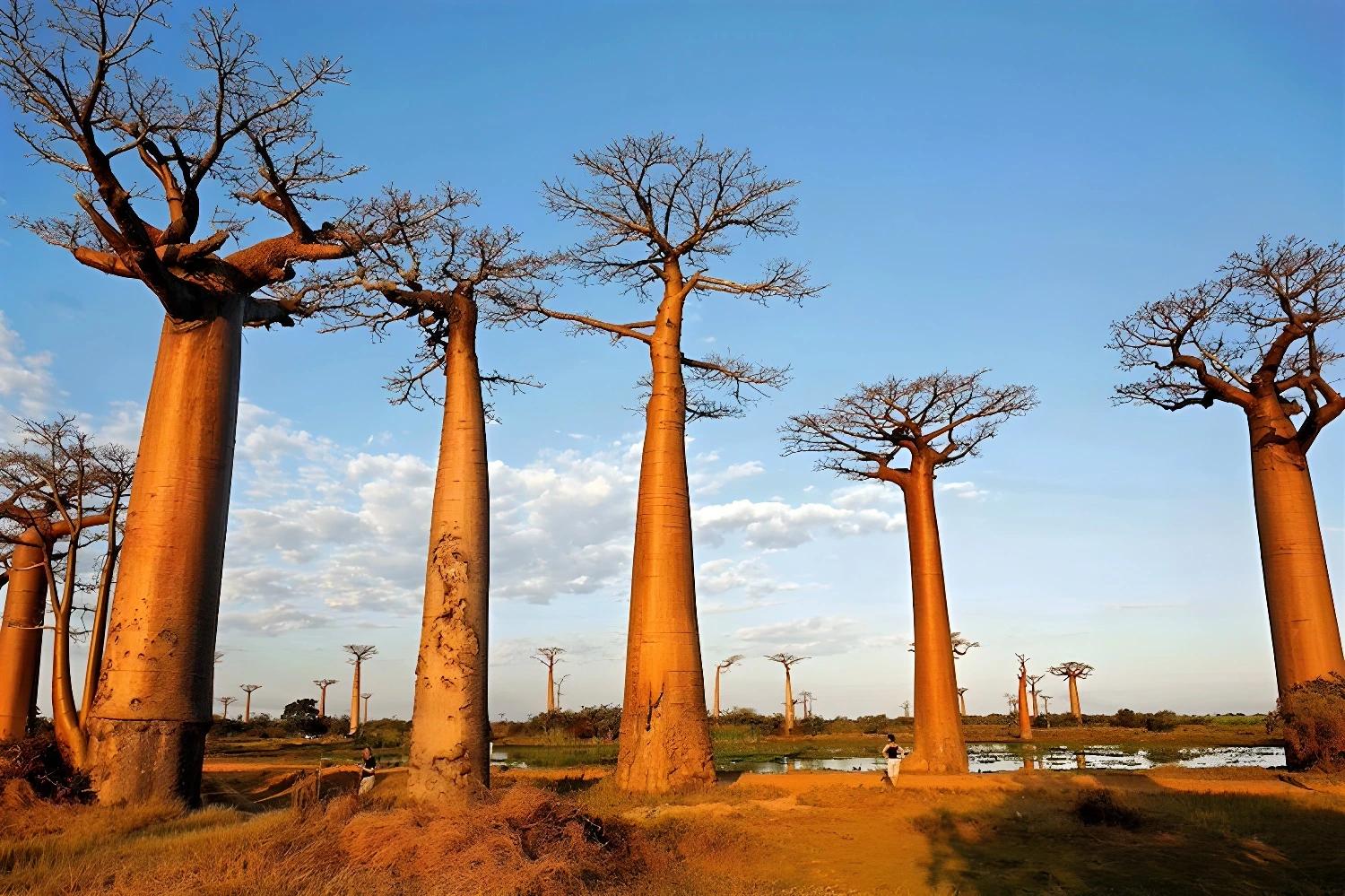 Allée des baobabs au coucher du soleil pendant le Trek du Makay aux grands Tsingy