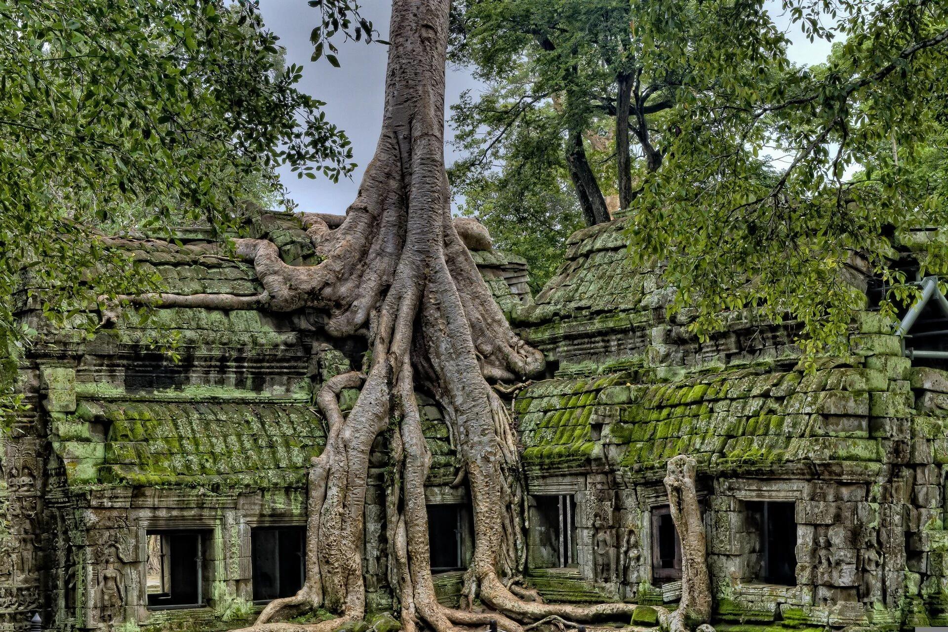 Arbre géant poussant sur un temple ancien, Racines et récits