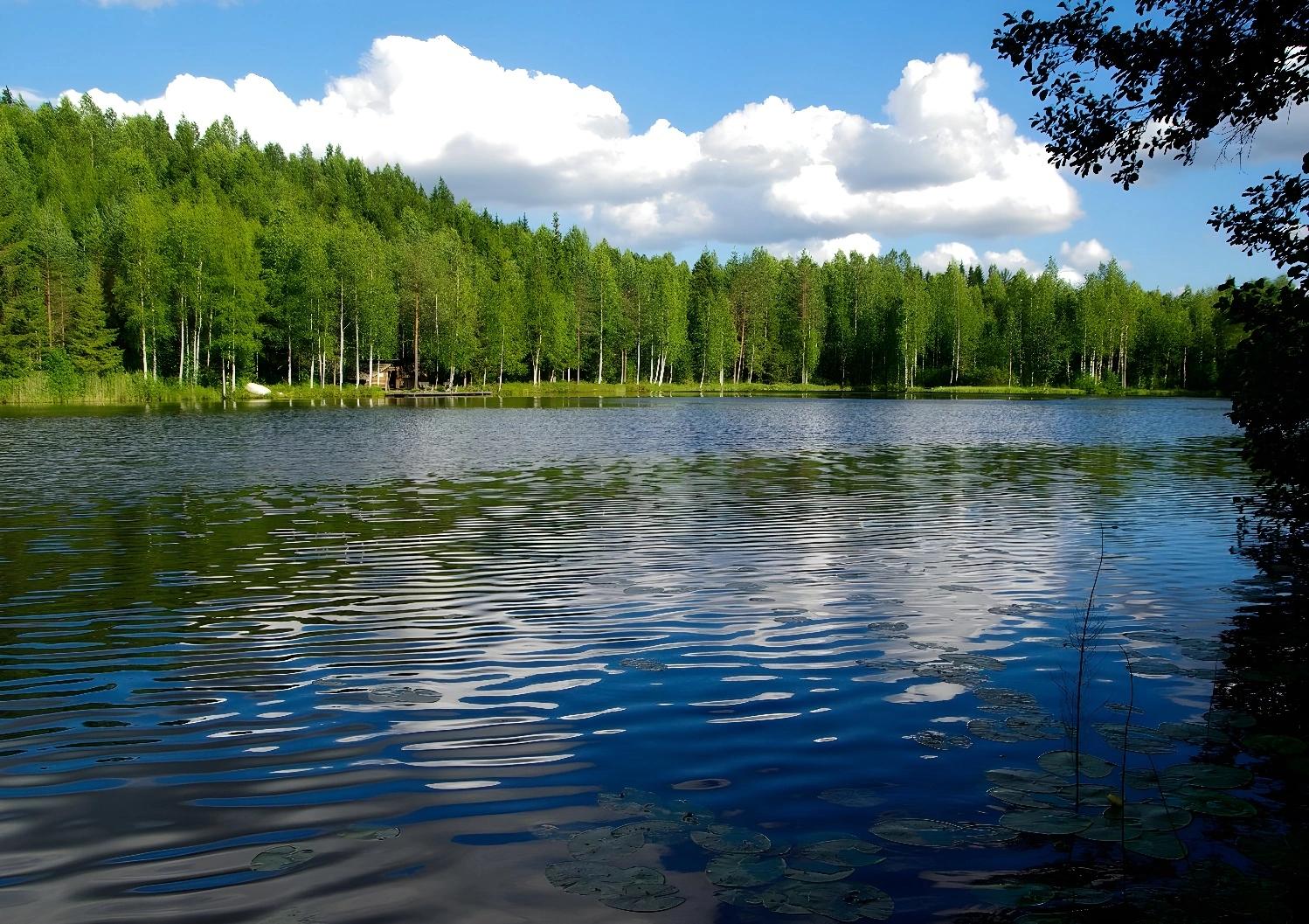 Chiens de traîneau prêts pour l'aventure nordique