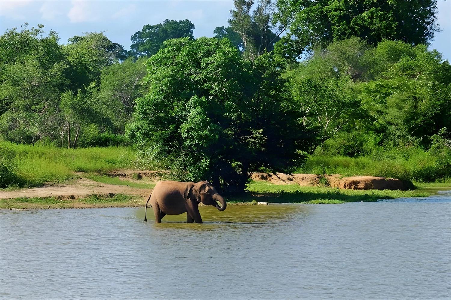 Éléphant se baignant dans un lac au Sri Lanka, symbole de la faune de Ceylan passionnément !