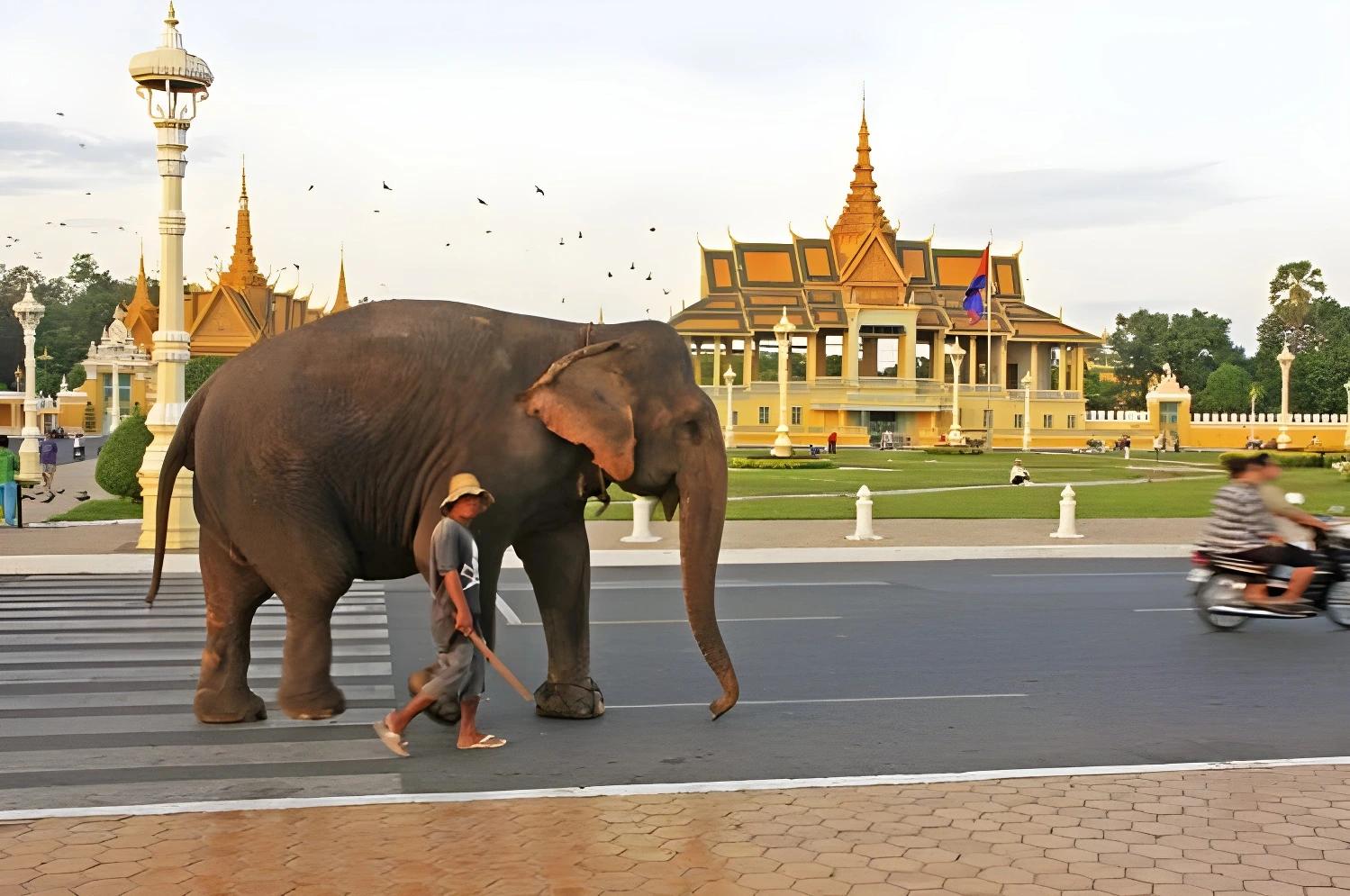 Éléphant marchant devant un temple à Phnom Penh, Cambodge, Circuit Privé Passion khmère (cat. confort)