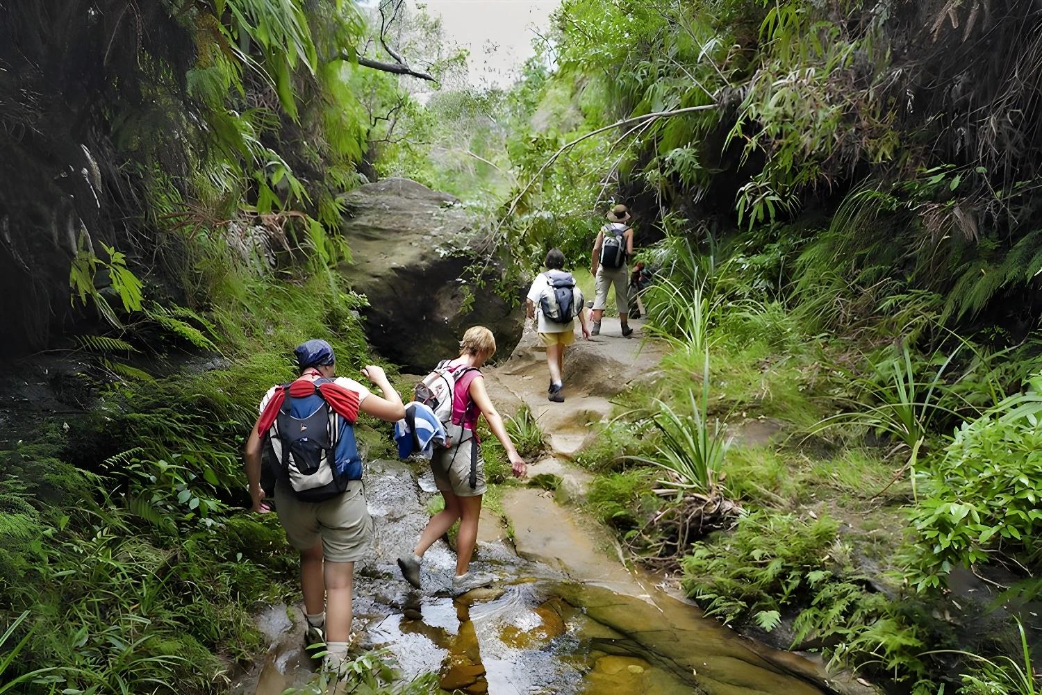 Exploration de la jungle avec Le Trek Caméléon