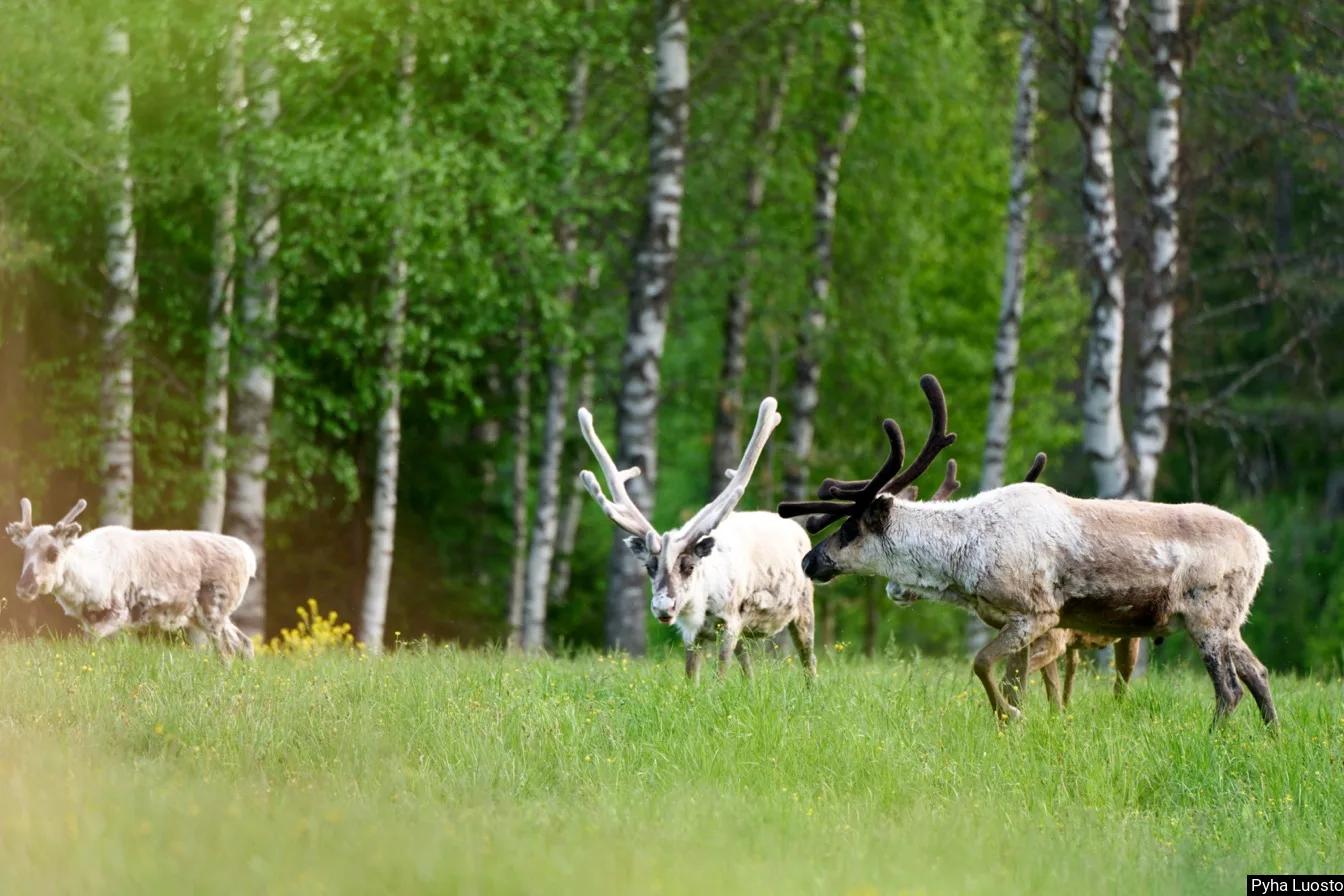 finlande ete destination nature