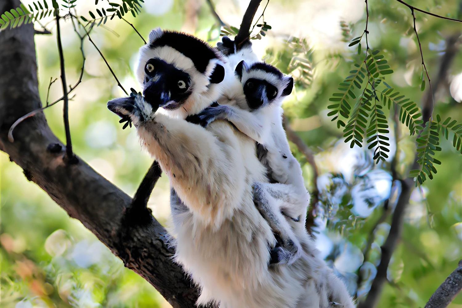 Best of Mada : lémurien et son petit dans un arbre