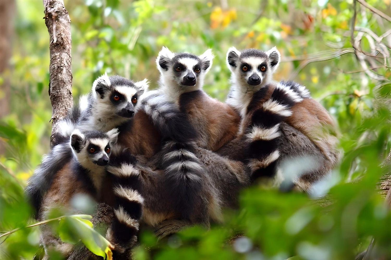 Groupe de lémuriens dans la forêt pour le produit Grande découverte du Sud au Nord en confort