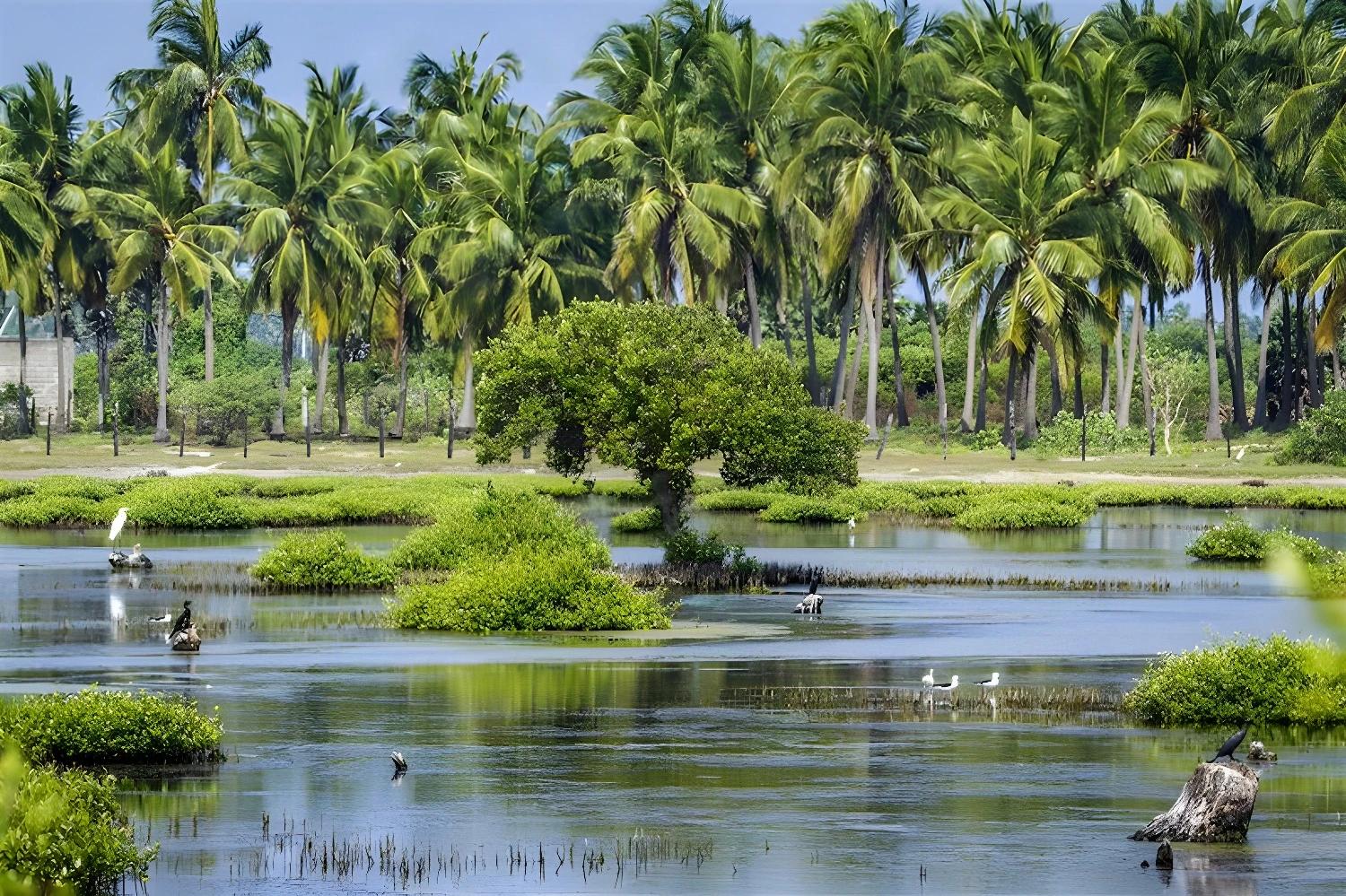 Paysage de mangrove et palmiers au Sri Lanka, représentant la nature luxuriante de One Two Sri... Lanka !