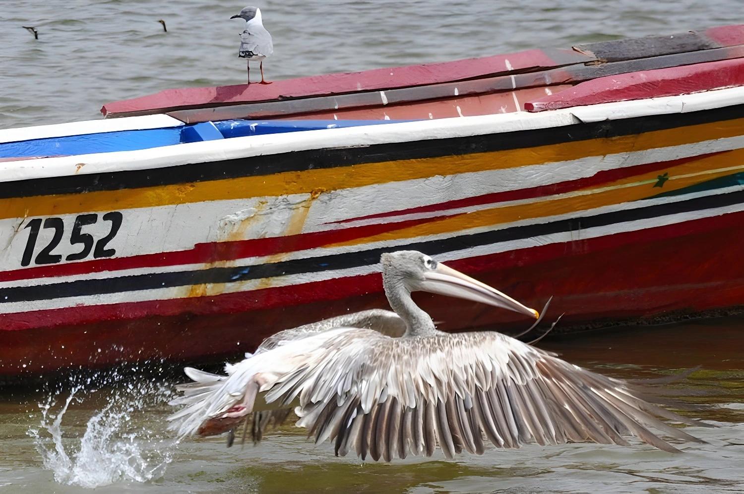 Oiseau en vol près d'une pirogue colorée dans le Sine Saloum intime.