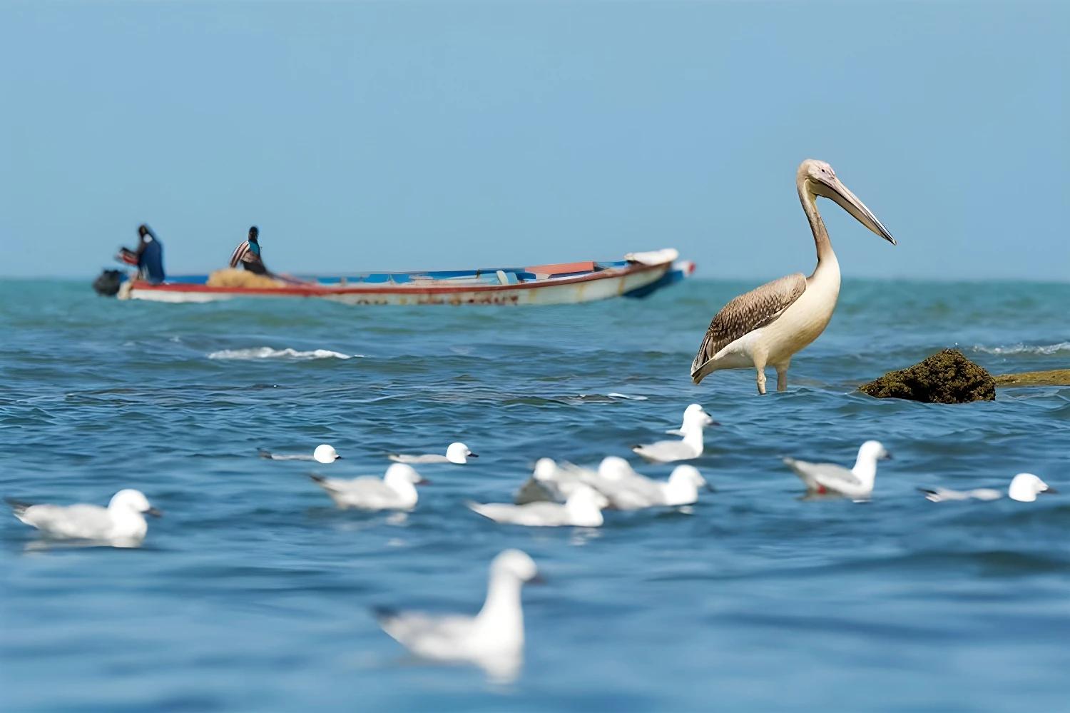 Oiseaux et pirogue sur l'eau dans le Siné Saloum
