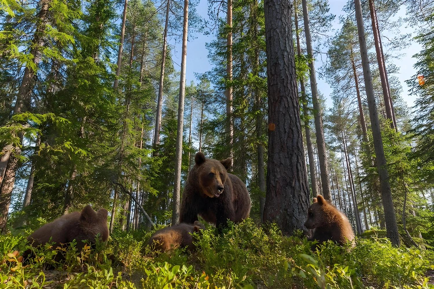 Ours bruns dans la forêt de Laponie pour tous