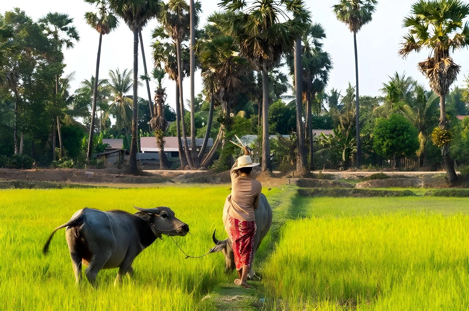 Paysage rural avec buffles et palmiers, Circuit Privé Légendes khmères (cat. sup.) - Cambodge