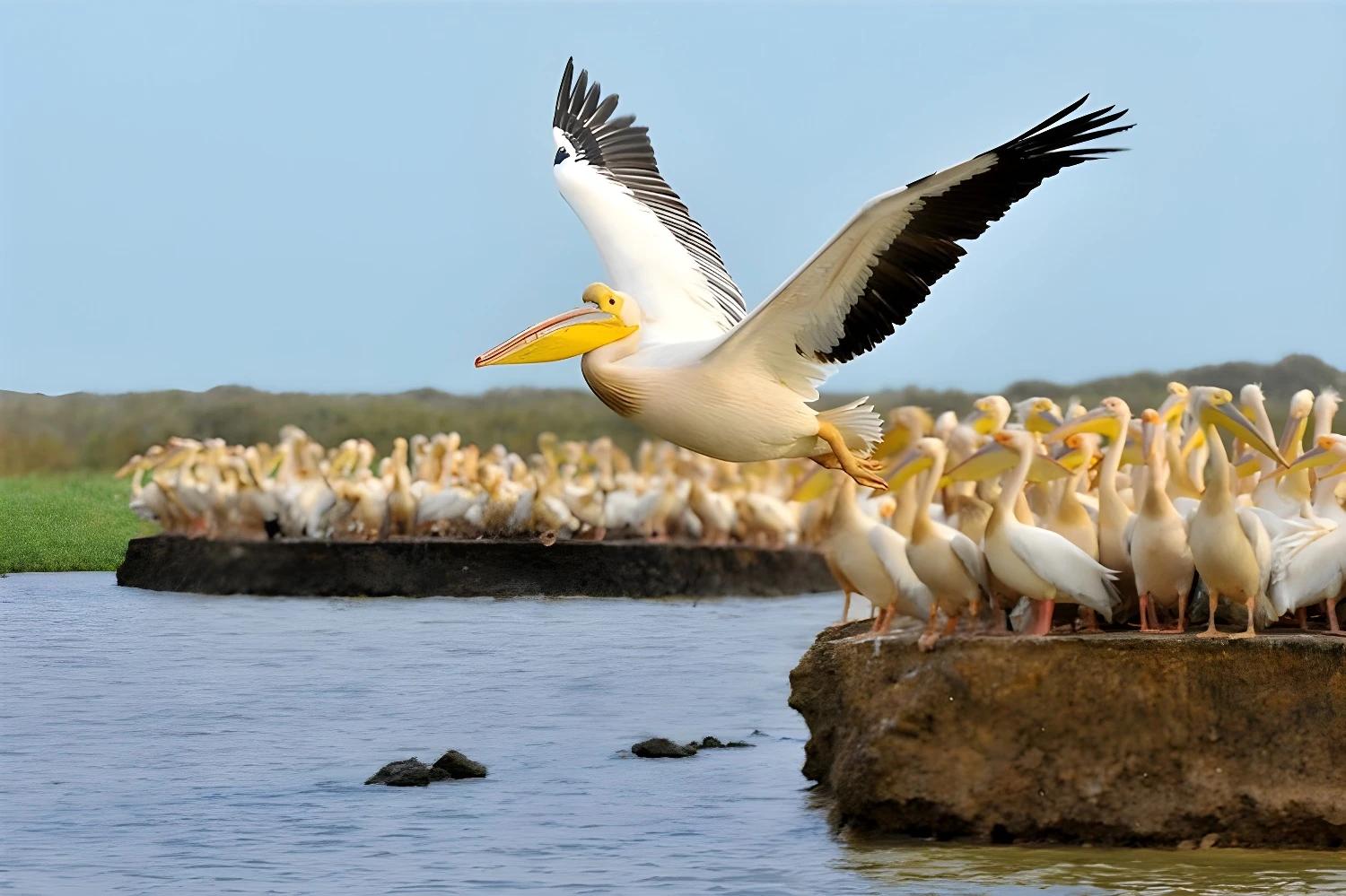 Un pélican en vol au-dessus de l'eau, illustrant le produit "Entre océan et savane".