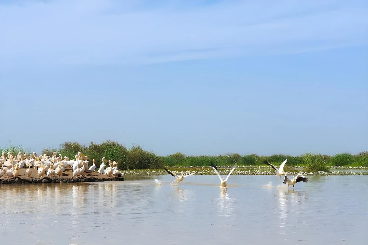 Groupe de pélicans sur l'eau, illustrant la faune pour