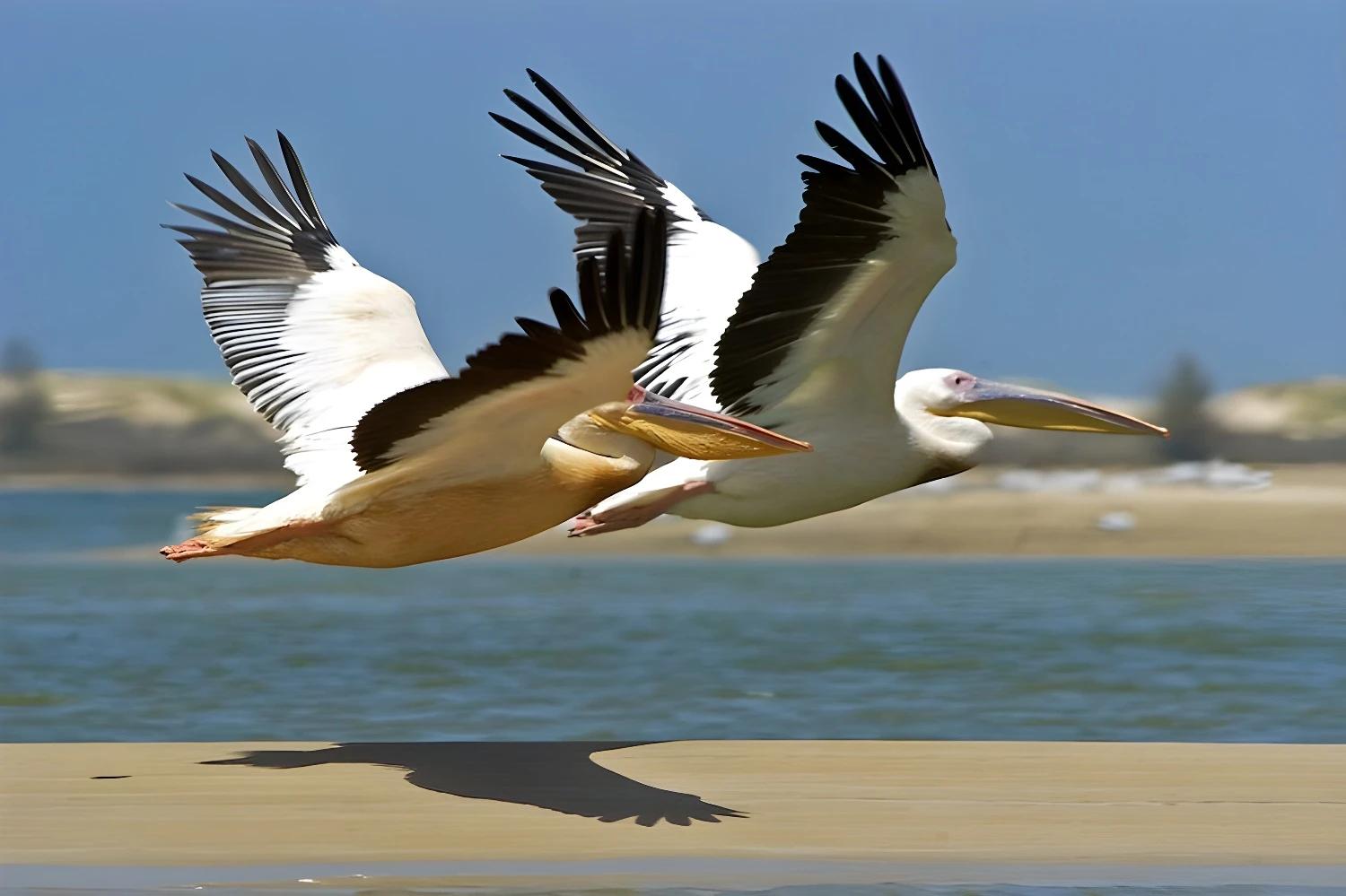 Pelicans en vol au-dessus de l'eau, parfait pour Saint Louis et le désert en famille.