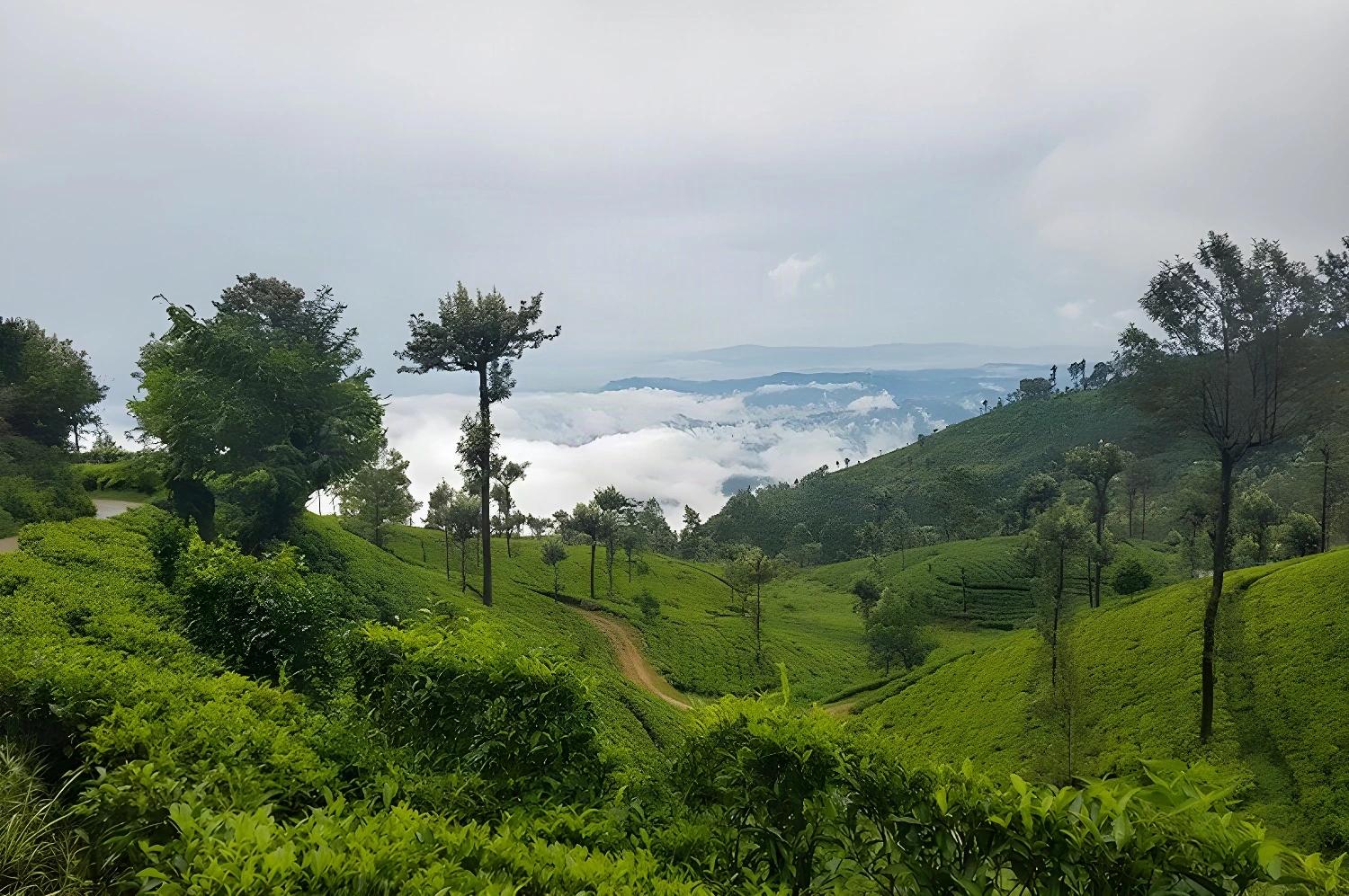Plantations de thé sur les collines de Ceylan, une expérience de 
