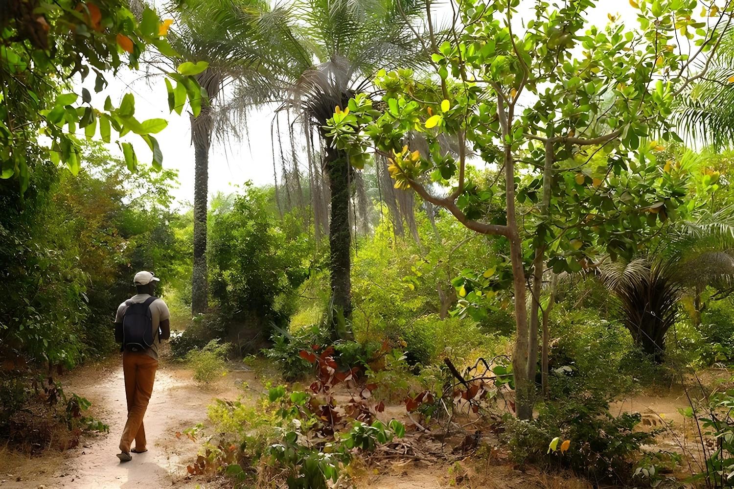 Personne marchant dans une forêt luxuriante en Casamance pour le produit Rando et kayak en Casamance
