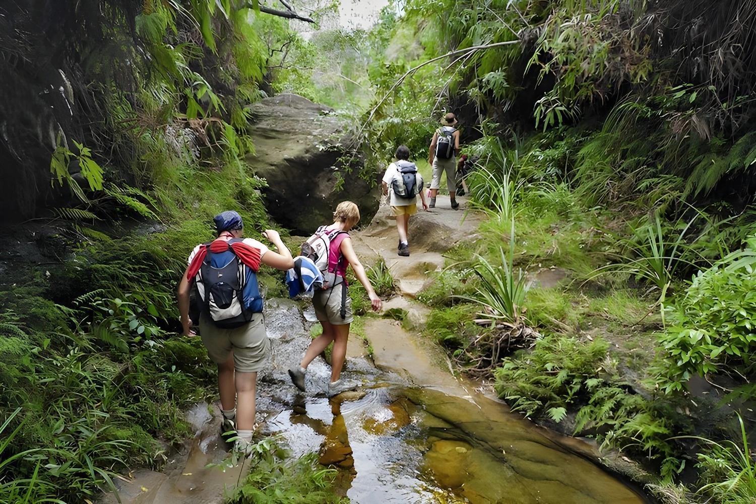Randonnée en forêt tropicale pour Le paradis du trekkeur
