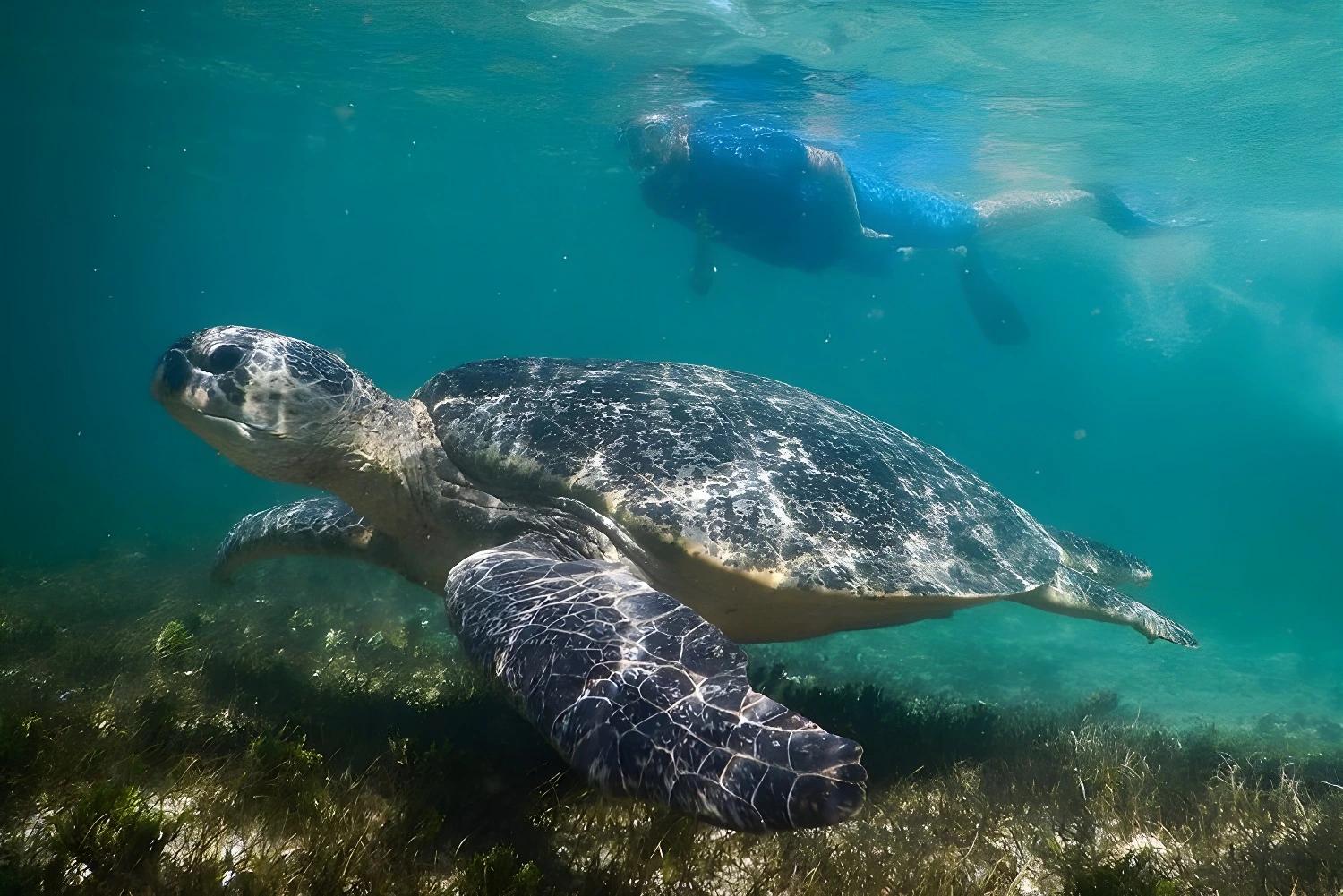 Tortue nageant dans l'eau claire, Lagon turquoise, Tsingy et forêt tropicale