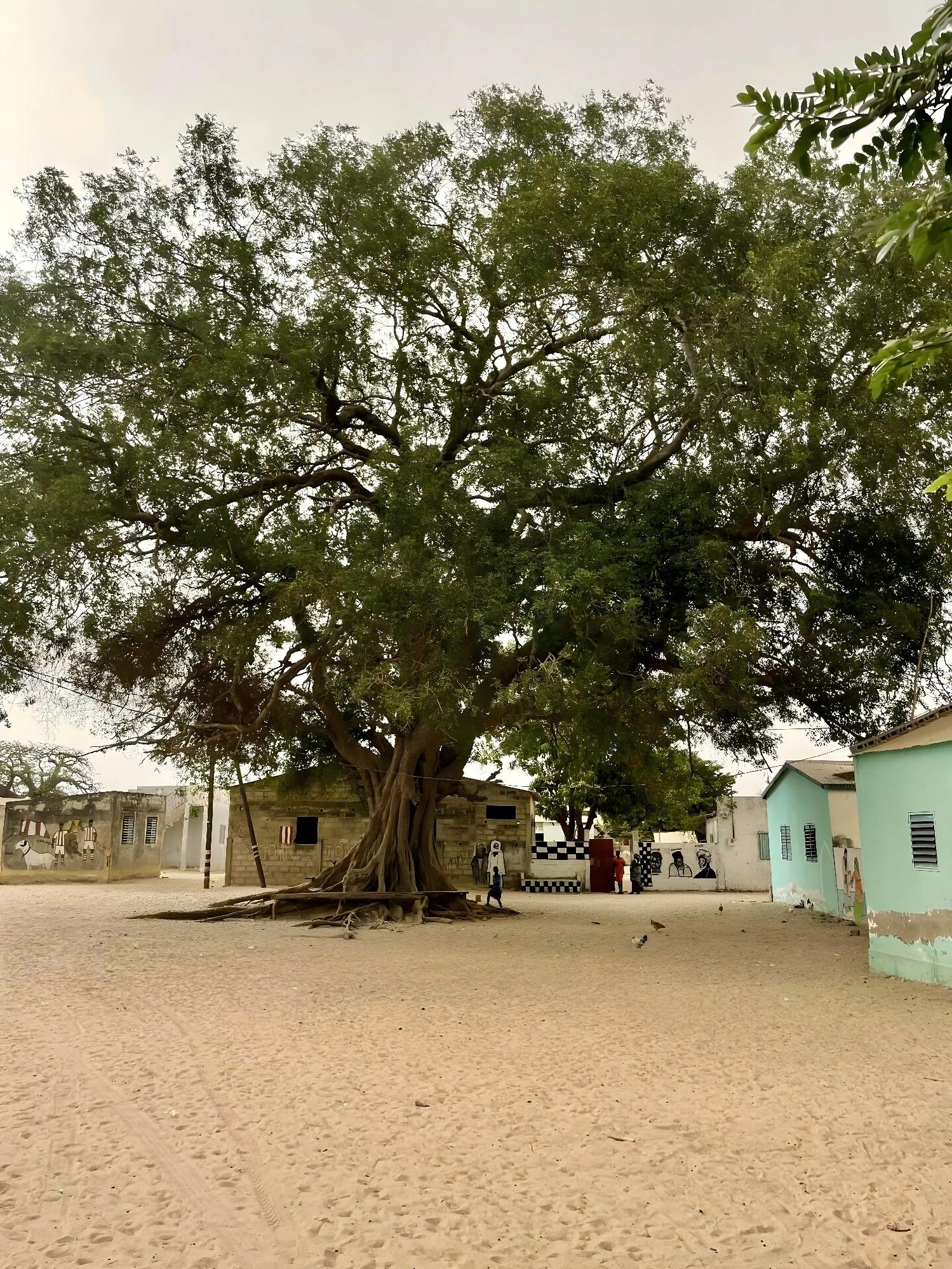 Travail collectif chez les femmes du delta du Saloum