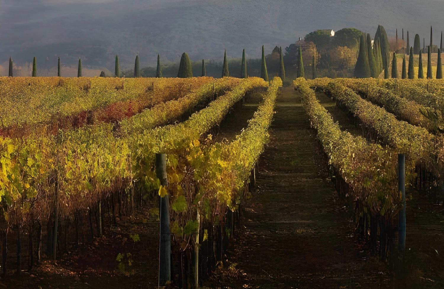 Vignes du Castello di Gabbiano au coucher du soleil.