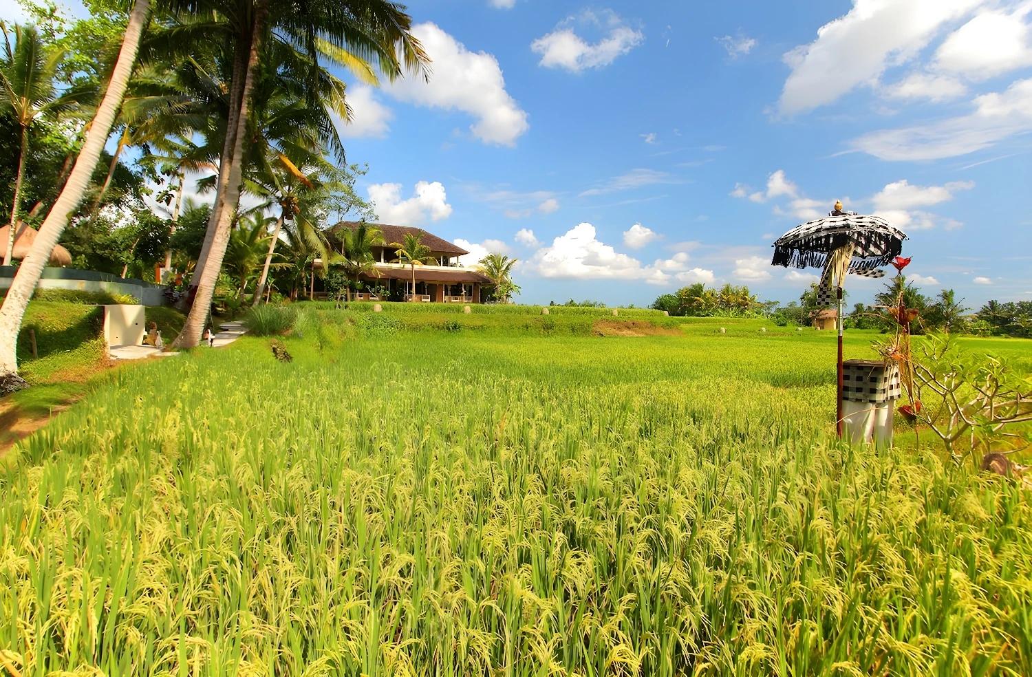 Vue sur les rizières depuis le Mathis Retreat