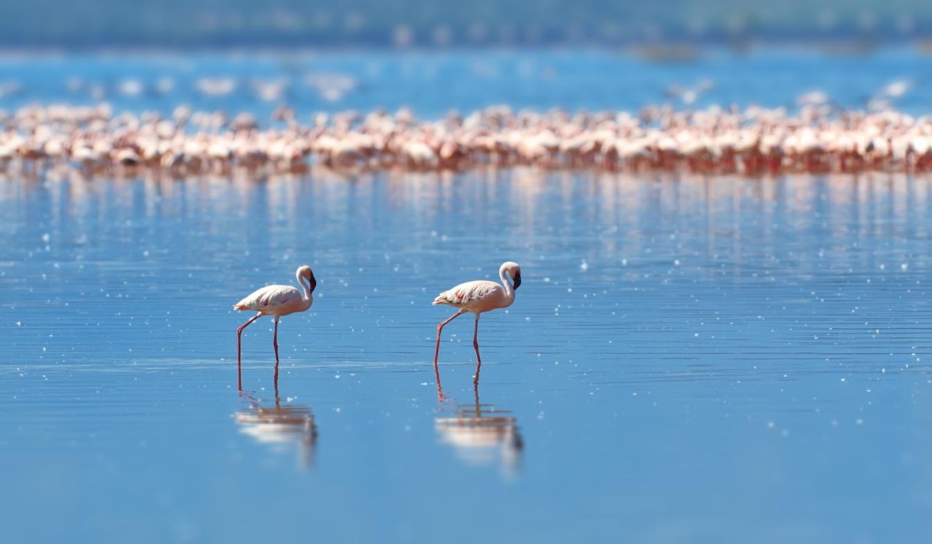 safaris-ecoresponsables-engagement