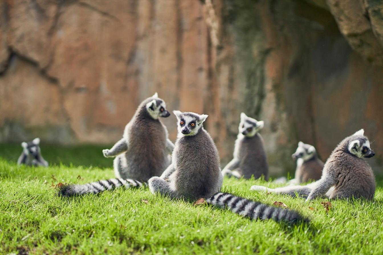 madagascar-ile-mille-visages